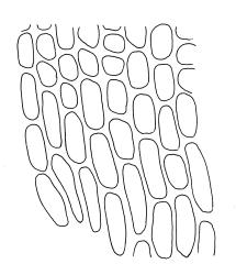 Pyrrhobryum mnioides subsp. contortum, laminal cells at leaf base. Drawn from T.W.N. Beckett s.n., 1900, CHR 517001.
 Image: R.C. Wagstaff © Landcare Research 2016 